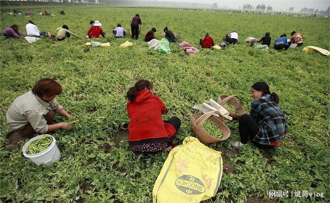 夏季最适合种植哪些农ope体育入口作物？大豆玉米葫芦等农民们必看(图1)