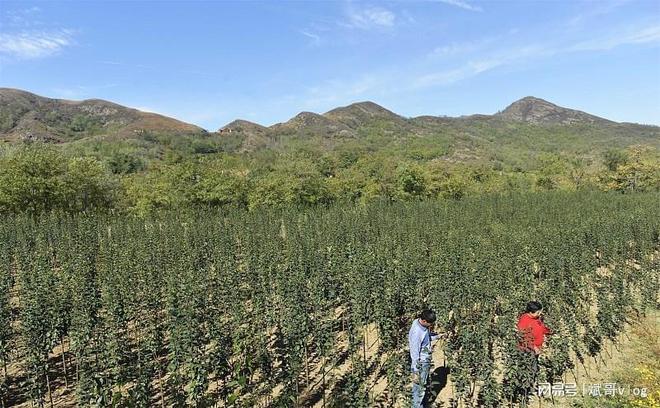 夏季最适合种植哪些农ope体育入口作物？大豆玉米葫芦等农民们必看(图6)