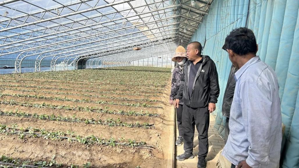 北京市顺义区再援助7万株草莓苗助力尼木县乡村振兴(图3)