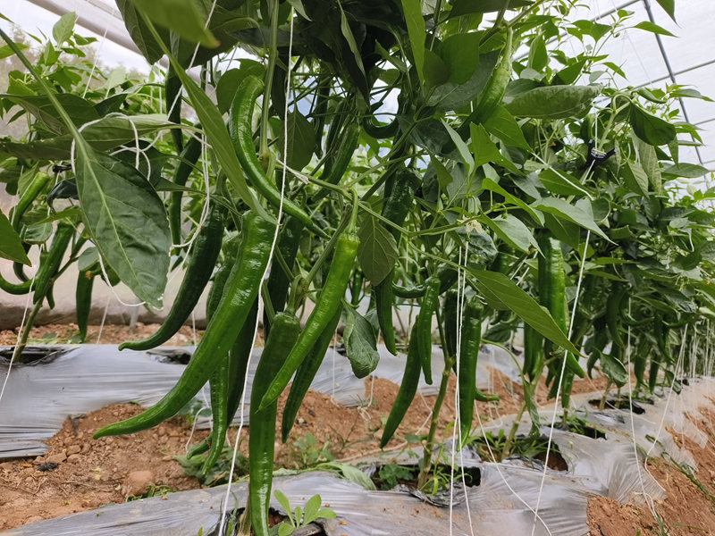 广西金秀：蔬菜种植大棚基地迎来大丰收(图1)