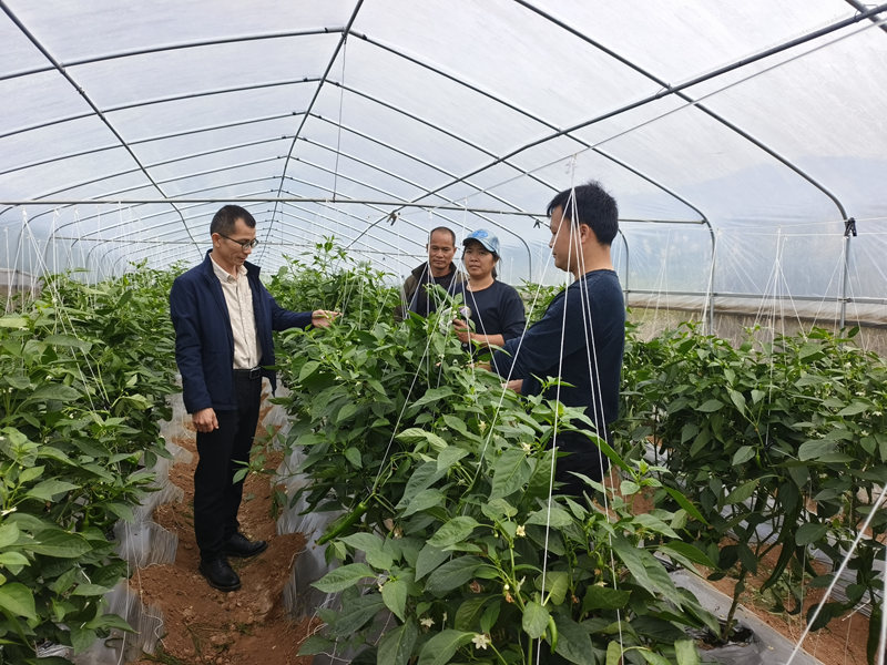 广西金秀：蔬菜种植大棚基地迎来大丰收(图2)