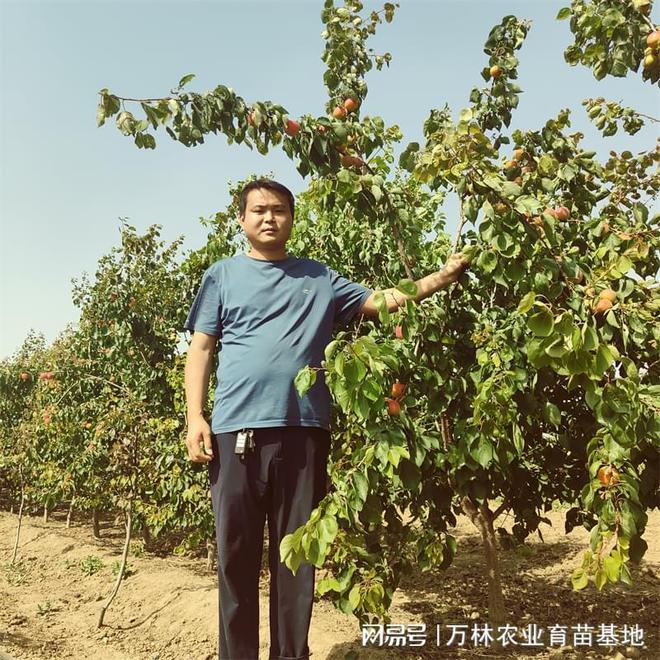 次郎柿子苗种植技巧：提升经济效益与果实品质(图1)