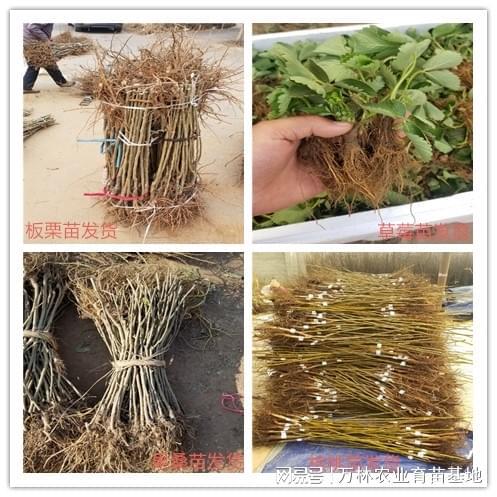 次郎柿子苗种植技巧：提升经济效益与果实品质(图2)