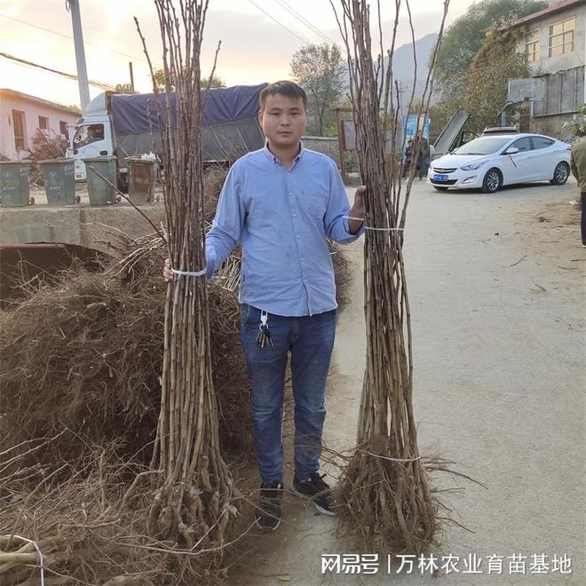 ope体育平台王者领地：锥栗板栗苗的种植与护理(图2)