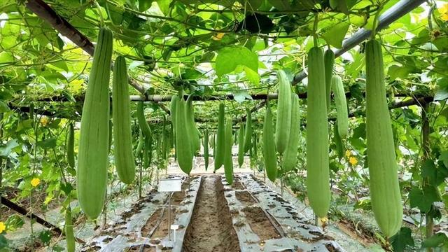 2025年在农村种植3种农作物亩收益在5000元以上看你适合哪个(图4)