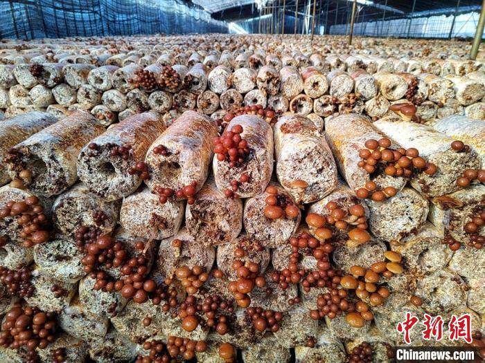 新春走基层）江苏丰县：种植食用菌拓宽致富路 打造好产业助推乡村振兴ope体育APP(图2)