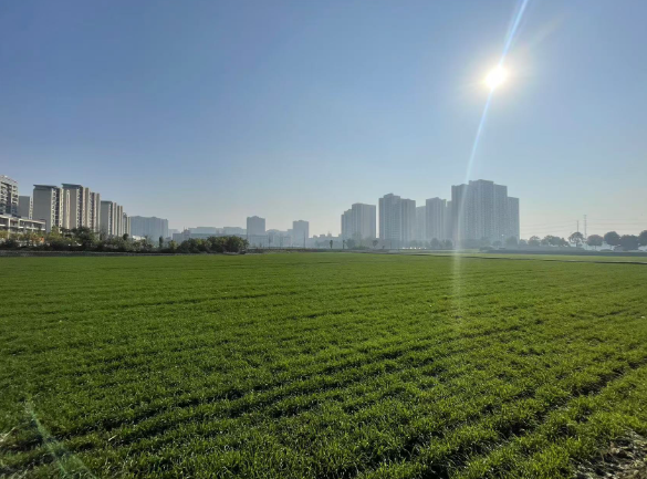 空闲土地变麦田ope体育官网 规模化种植让土地“动”起来(图2)