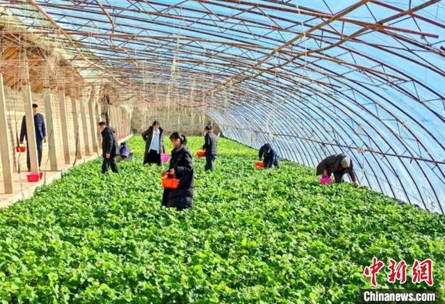 新春走基层）新疆地产草莓热销助农增收(图2)