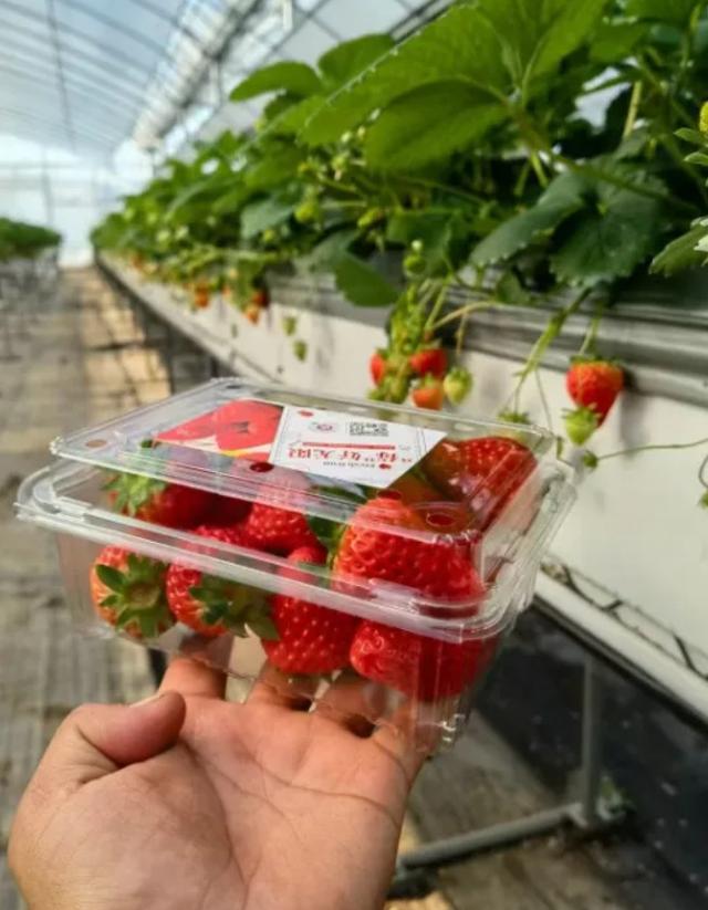 正大量上市来崇明吃草莓吗？(图5)