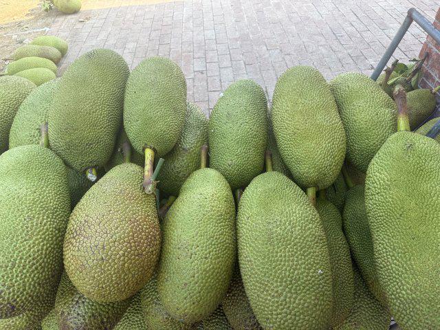 美好生ope体育平台活在云南｜玉溪元江千亩菠萝蜜上市(图3)