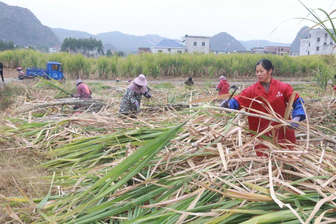 ope体育APP武宣：节后复工砍蔗忙(图2)