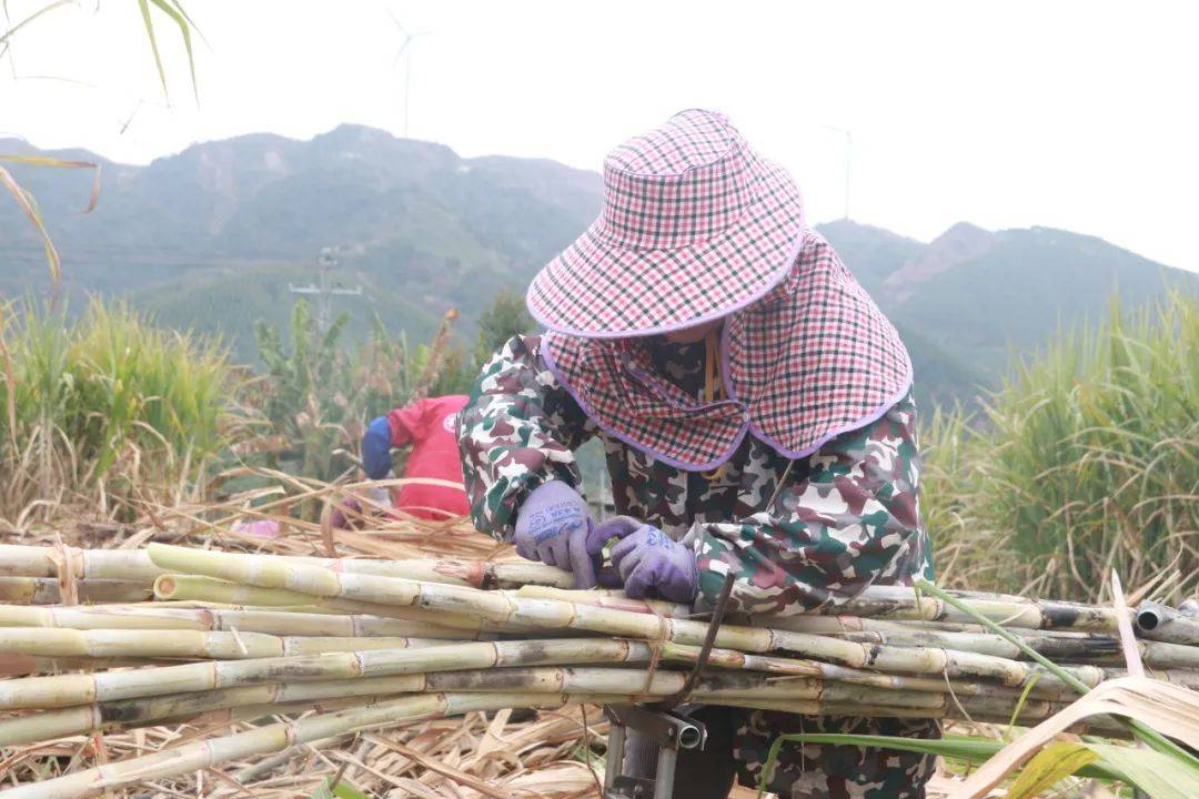 ope体育APP武宣：节后复工砍蔗忙(图5)