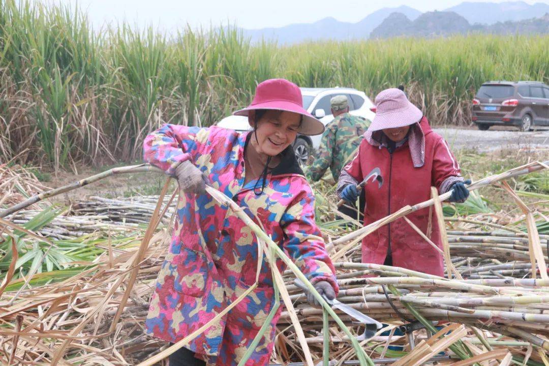 ope体育APP武宣：节后复工砍蔗忙(图4)