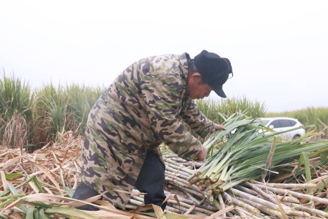 ope体育APP武宣：节后复工砍蔗忙(图6)