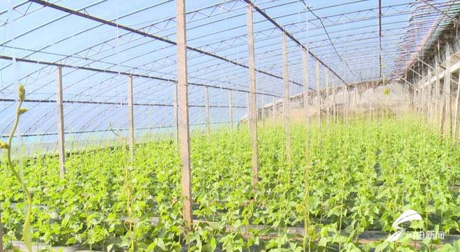 日照莒县陵阳街道：蔬菜种植有妙招 防虫防害产量高(图2)