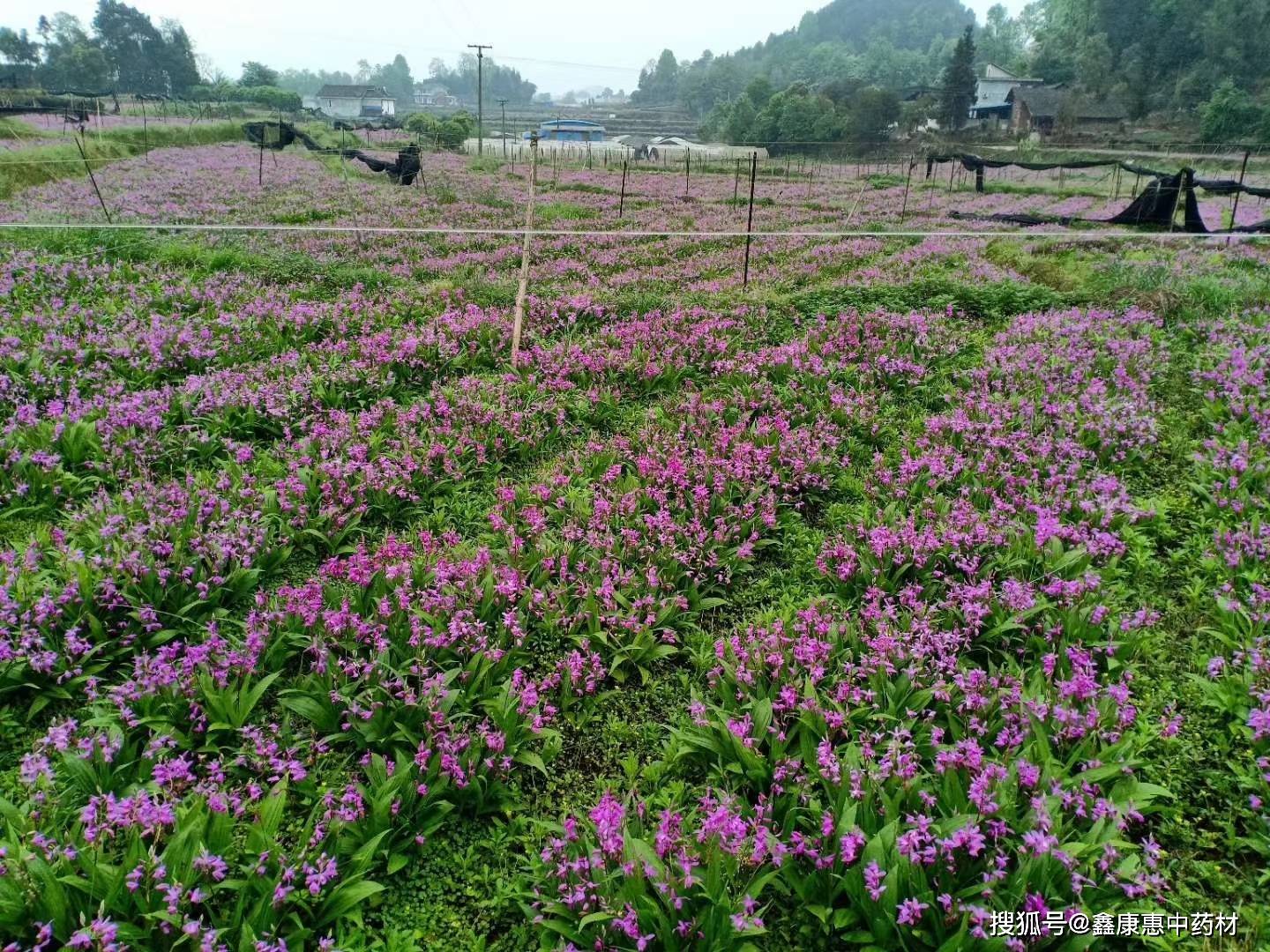 中药材种植前景(图2)