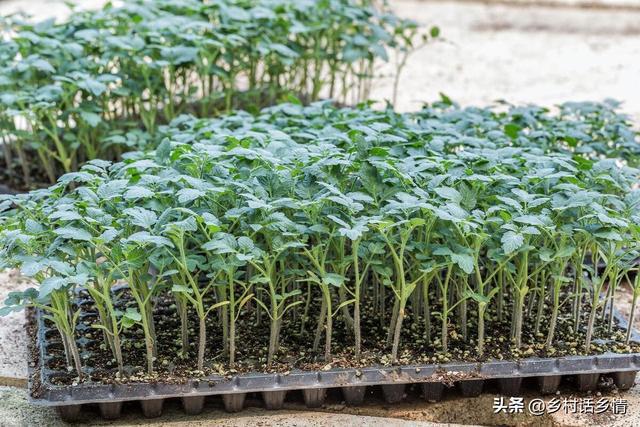 春天不管种植什么蔬菜记住先做好这几点要不白费劲也长不好(图5)