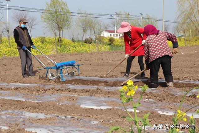 春天不管种植什么蔬菜记住先做好这几点要不白费劲也长不好(图4)
