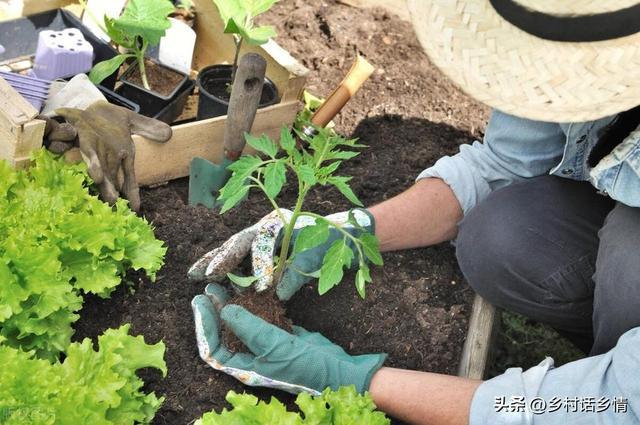 春天不管种植什么蔬菜记住先做好这几点要不白费劲也长不好(图6)