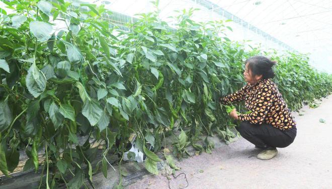 现代农业蔬菜大棚 让群众种得更安心放心(图4)