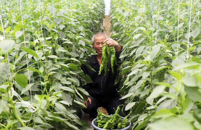 现代农业蔬菜大棚 让群众种得更安心放心(图3)
