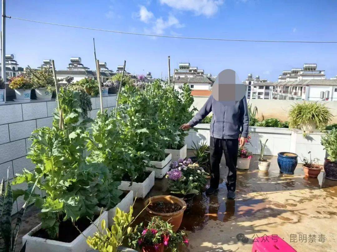 在屋顶非法种植罂粟依法处罚(图2)