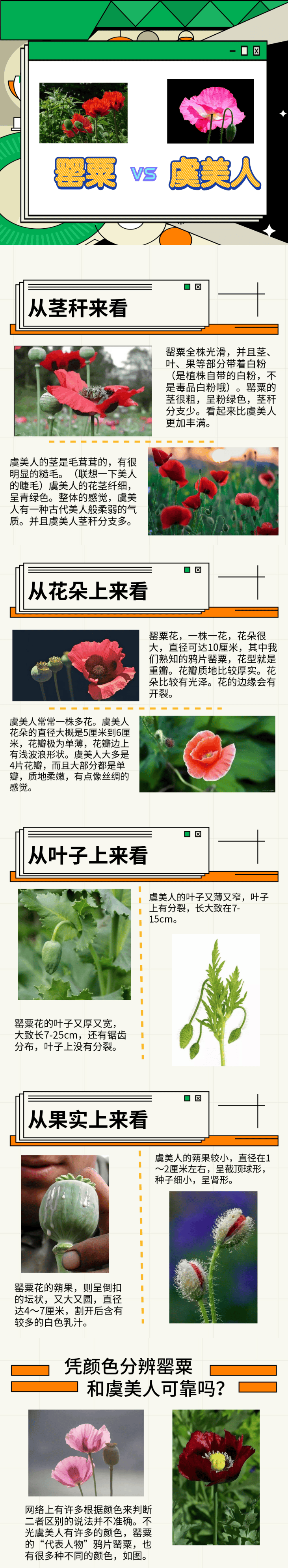 在屋顶非法种植罂粟依法处罚(图4)