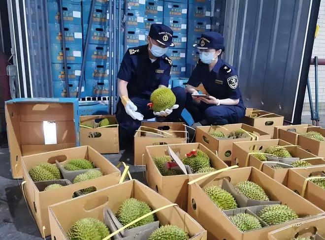 赚着中国人的钱还来毒害中国人泰国榴莲检测出致癌物损失上亿(图14)