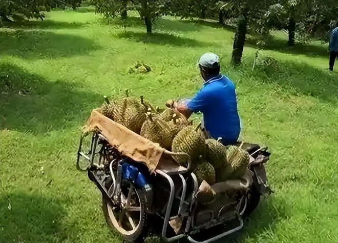 赚着中国人的钱还来毒害中国人泰国榴莲检测出致癌物损失上亿(图12)