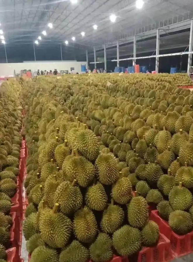 赚着中国人的钱还来毒害中国人泰国榴莲检测出致癌物损失上亿(图17)