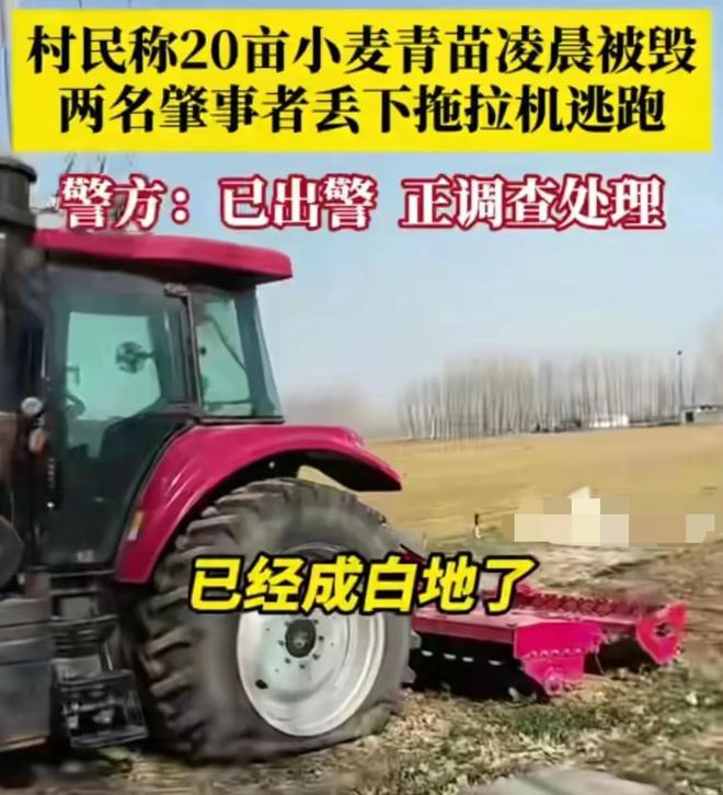 ope体育网址20亩麦苗被连夜铲除后续详情曝光一名司机逃跑一名司机被抓(图3)