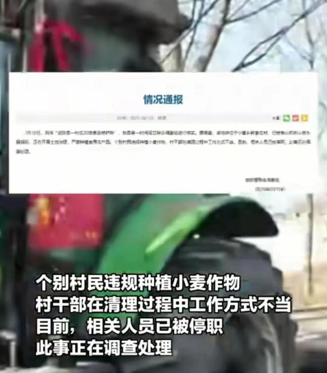 ope体育网址20亩麦苗被连夜铲除后续详情曝光一名司机逃跑一名司机被抓(图6)