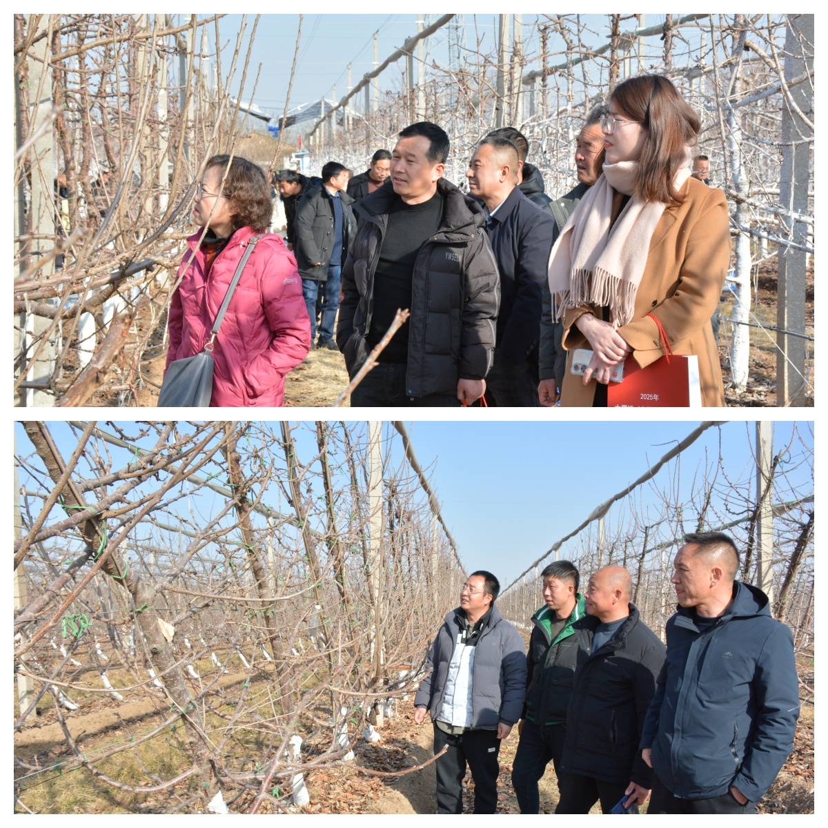 ope体育平台2025年大樱桃（车厘子）标准化高效栽培技术研讨会在陕西永寿成功举办(图5)