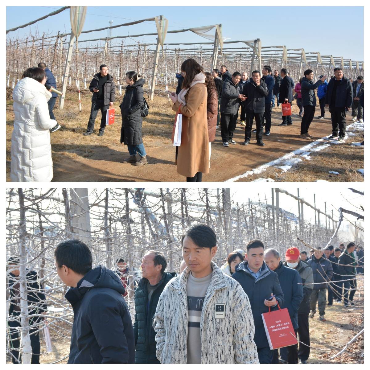 ope体育平台2025年大樱桃（车厘子）标准化高效栽培技术研讨会在陕西永寿成功举办(图6)