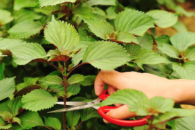 紫苏什么时候种植比较好(图4)