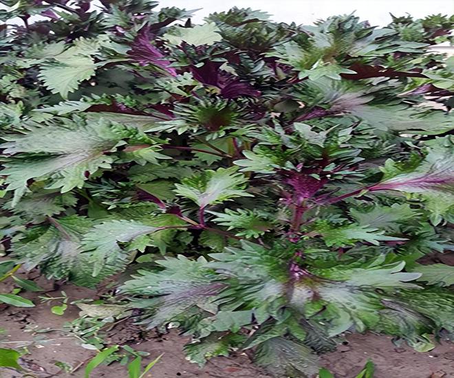 紫苏什么时候种植比较好(图3)