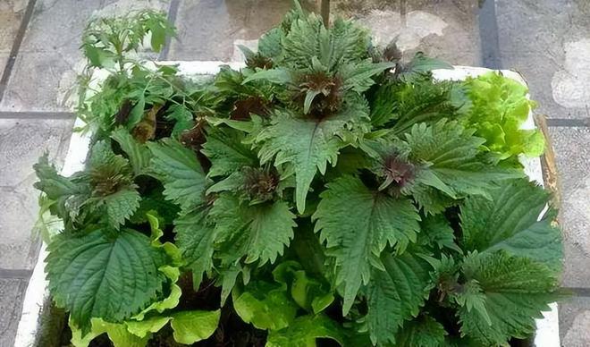紫苏什么时候种植比较好(图5)