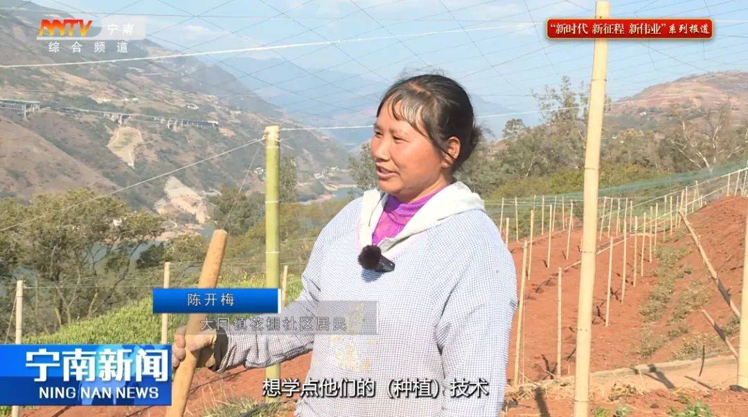 大同镇：百香果试种先行 托起移民致富新希望(图4)