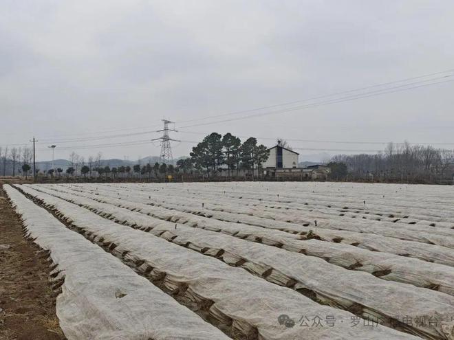 河南食用菌产业技术体系首席科学家孔维丽到罗山调研指导(图2)