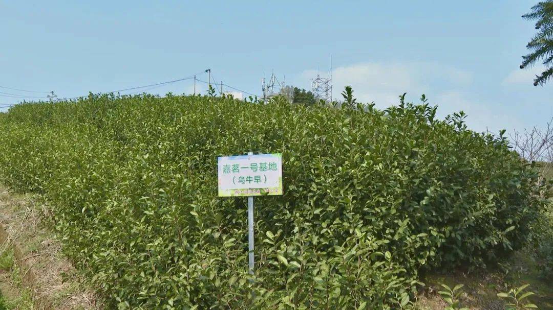 110元一斤苍南开摘(图2)