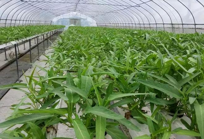 空心菜什么时候种植最合适(图2)