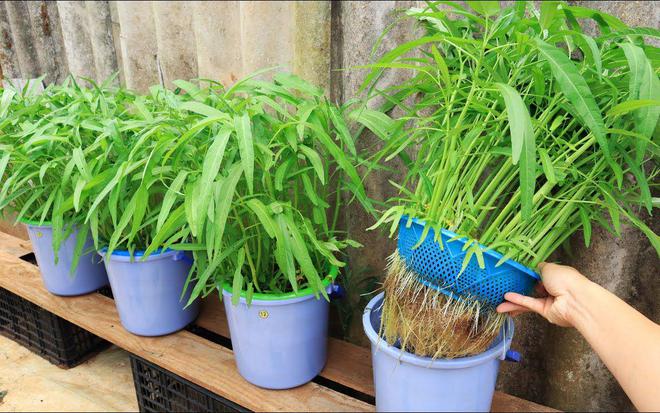 空心菜什么时候种植最合适(图1)