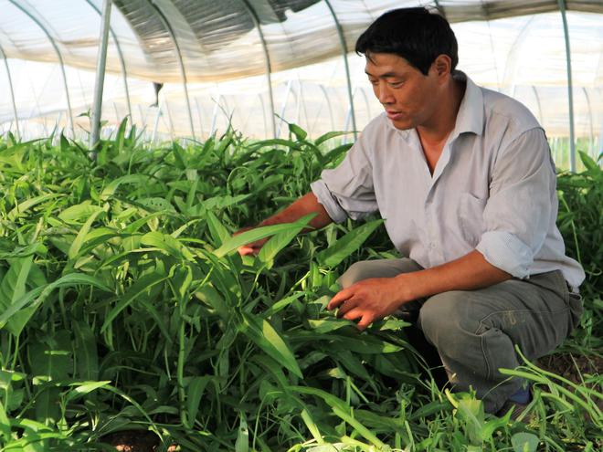 空心菜什么时候种植最合适(图3)