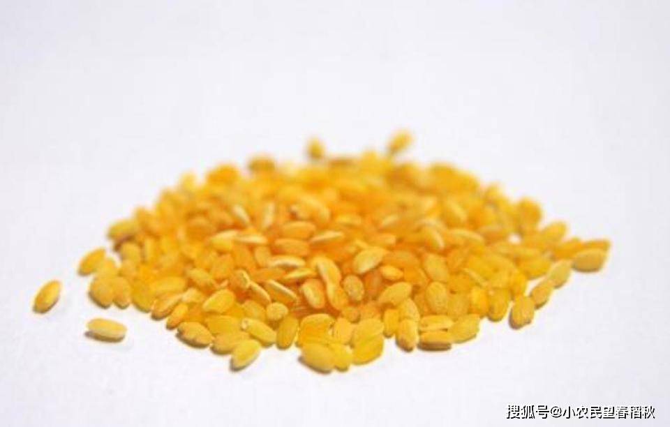 种植黄金大米有什么条件？我们普通人可以去种吗？能吃能卖钱吗(图4)