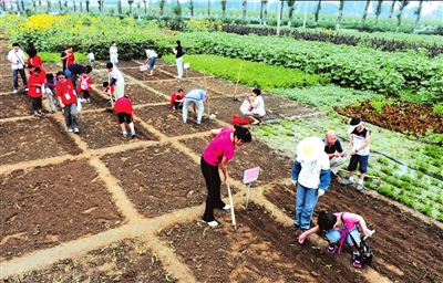 在农村种植这几种作物轻松实现年赚六七万的梦想