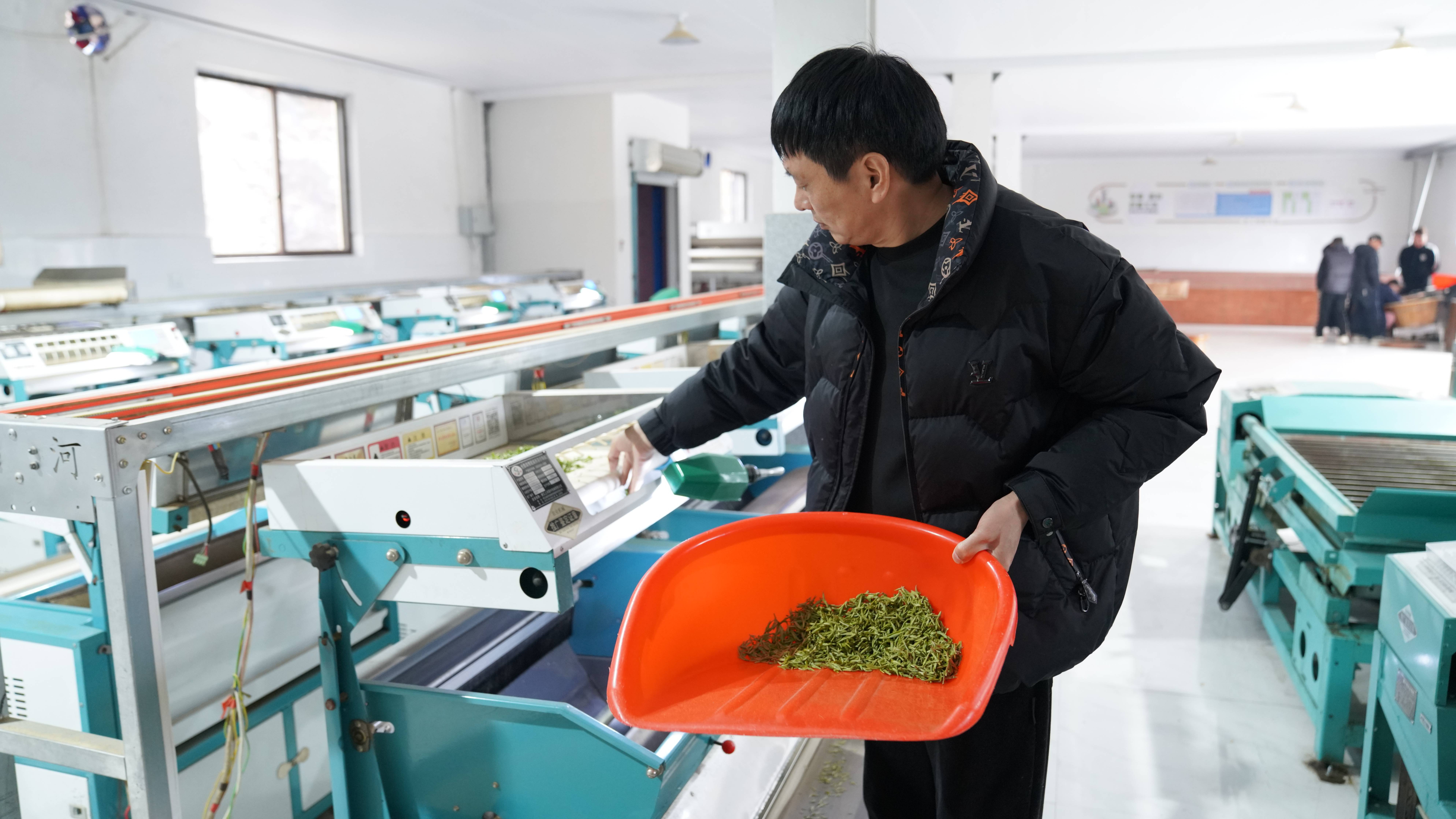 瑞安早茶开采 高楼镇茶寮村5000亩生态茶园迎丰收(图3)
