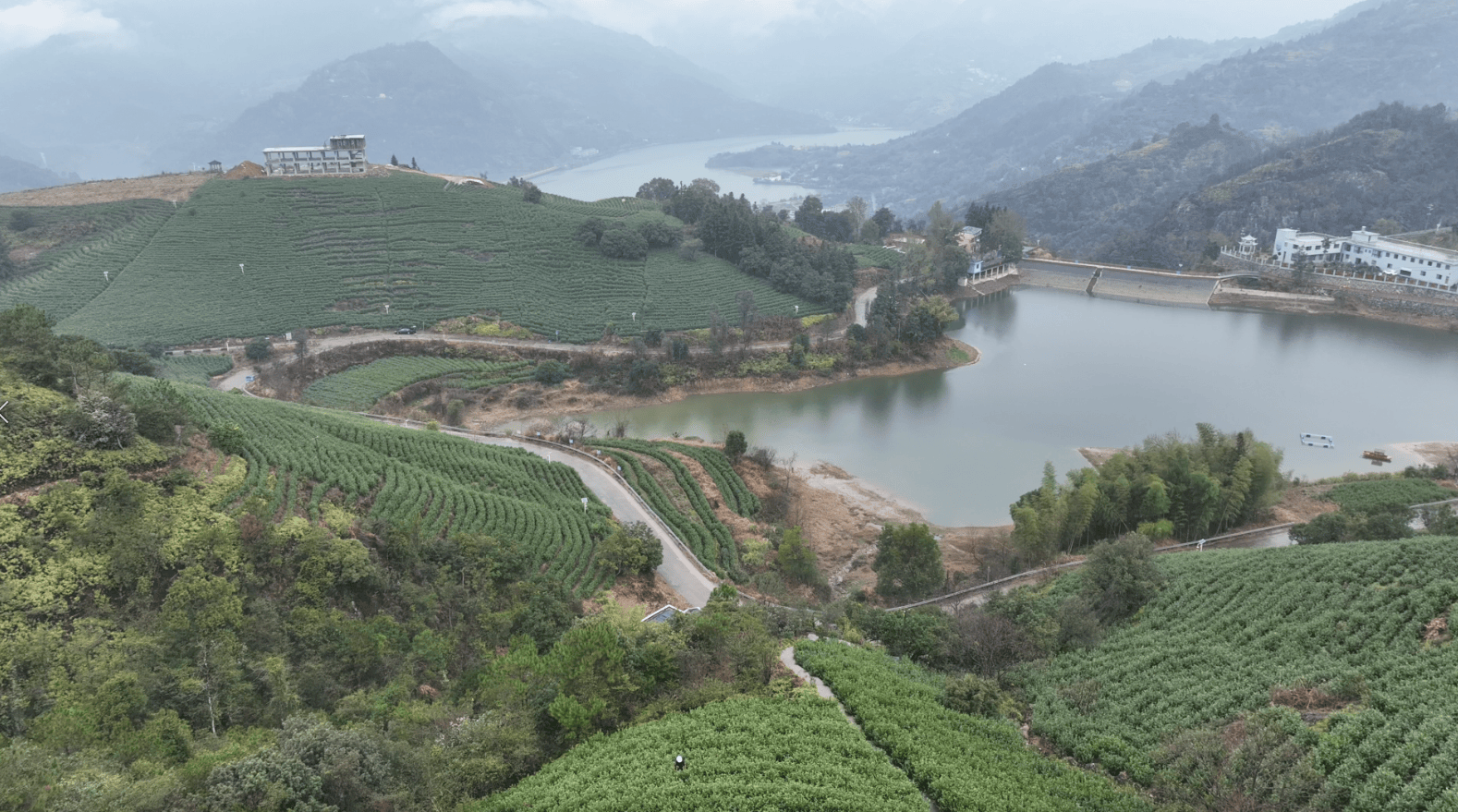 瑞安早茶开采 高楼镇茶寮村5000亩生态茶园迎丰收(图2)