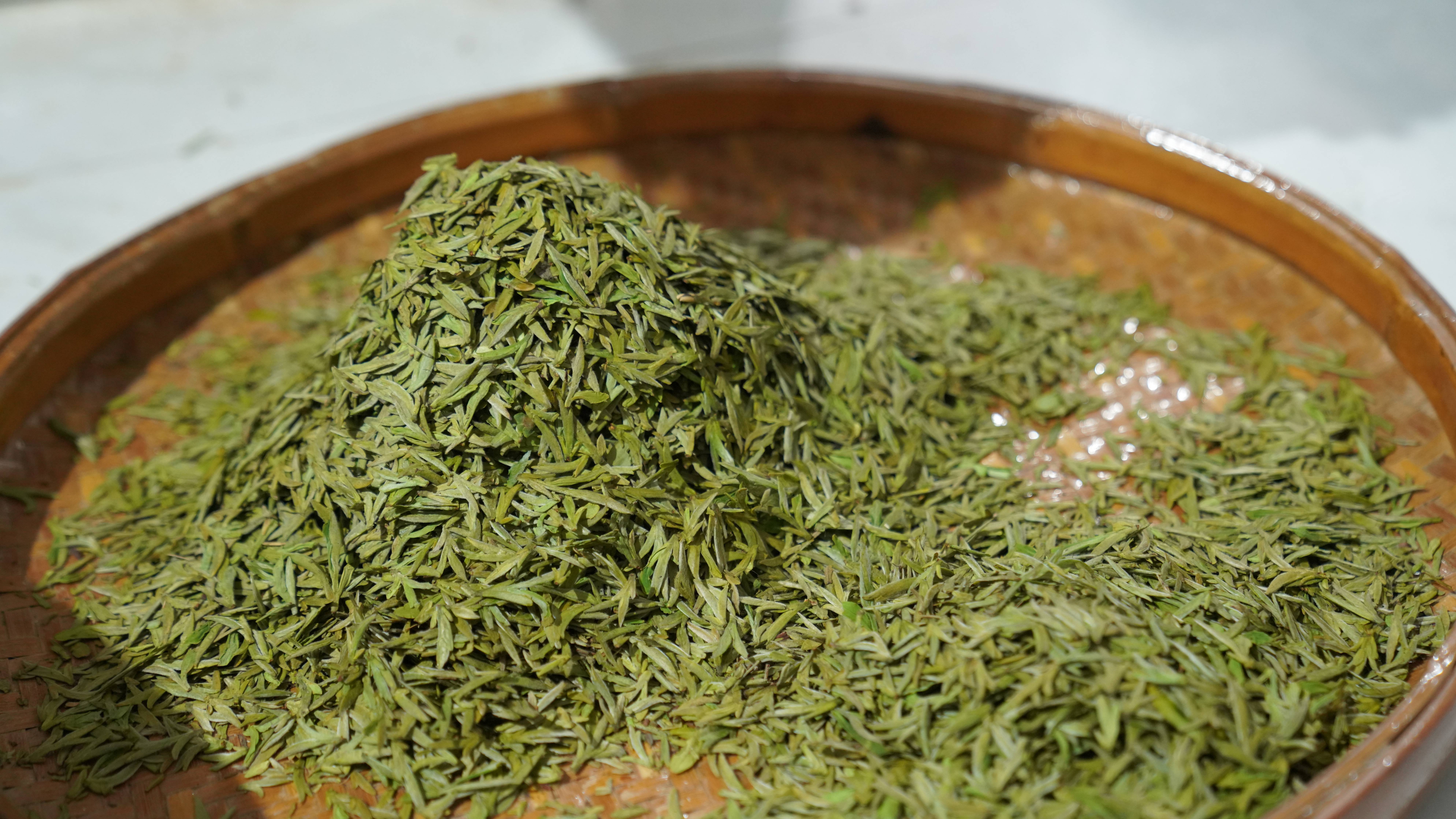 瑞安早茶开采 高楼镇茶寮村5000亩生态茶园迎丰收(图4)