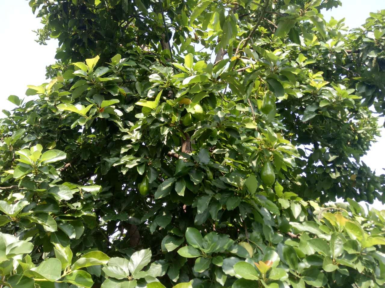 好项目又一“网红”水果在攀枝花种植成功电商均价16元一个(图2)