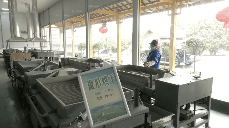 ope体育网址春茶抢“鲜”上市贵阳贵安开启春天里的茶叶经济(图3)